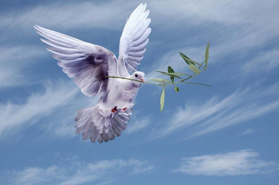 Белый голубь - посланник мира
